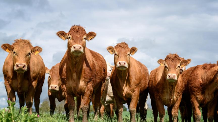 A présent, les échanges intracommunautaires de bovins obéissent aux nouvelles règles prévues dans l’Animal Health Law et ses Actes Délégués.