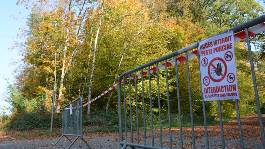 Le secteur forestier avait été mis à l’arrêt forcé en raison du foyer de PPA découvert en province de Luxembourg.