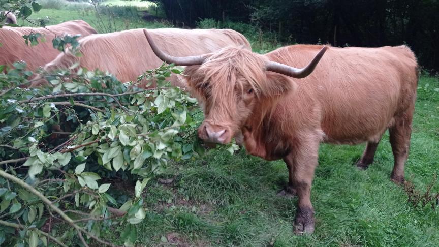 Cette journée est destinée aux personnes désireuses de connaître l’arbre fourrager et découvrir son intérêt dans l’agriculture de demain