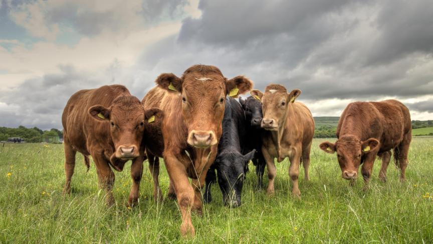 Pour soigner un troupeau contaminé par la mycoplasmose bovine,  le recours à un autovaccin semble s’avérer la solution la plus efficace.