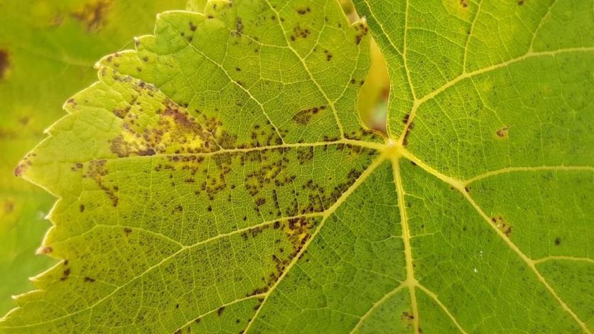 Nécroses sur une feuille de Solaris comme mécanisme de défense contre le mildiou.