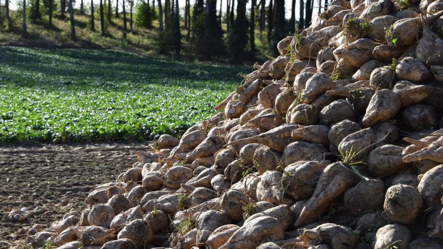 Depuis la disparition des quotas de production et des prix minimum du sucre (et donc aussi de la betterave) fin 2017, la rentabilité et par conséquent l’attractivité de la culture betteravière se sont effondrées.