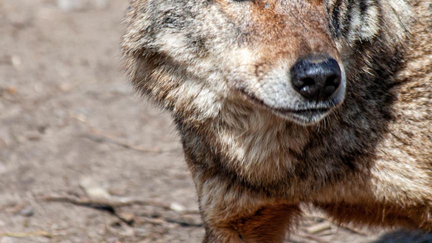 S’il n’est pas question de supprimer le statut de protection du loup, certains députés  souhaitent le faire reculer d’un cran afin d’en faire une espèce pour laquelle  on peut prendre des « mesures de gestion ».