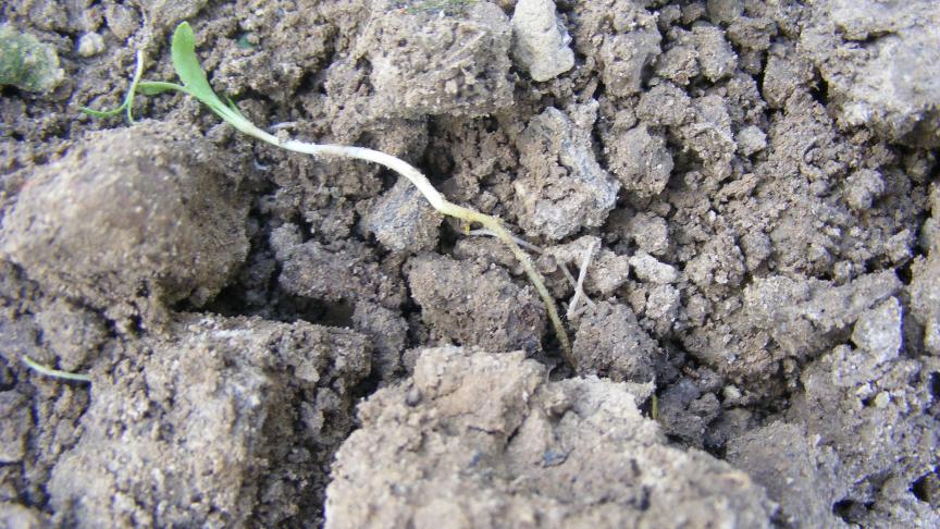 Les conditions sont réunies pour avoir une levée des adventices à germination printanière.  En prenant un peu d’avance, nous augmentons les chances  d’un faux-semis supplémentaire en avant-saison.