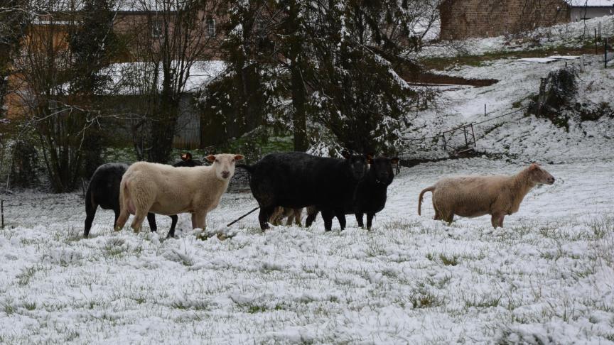 Pour les ovins, mais aussi pour les caprins et les cervidés, la cotisation est due  pour tout troupeau composé de 6 femelles minimum de plus de 6 mois.