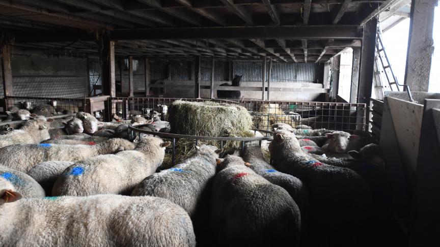 C’est une des règles d’or en élevage ovin : constituer des lots d’animaux avec des besoins alimentaires équivalents afin d’adapter la ration au mieux  et ne pas gaspiller d’aliment.