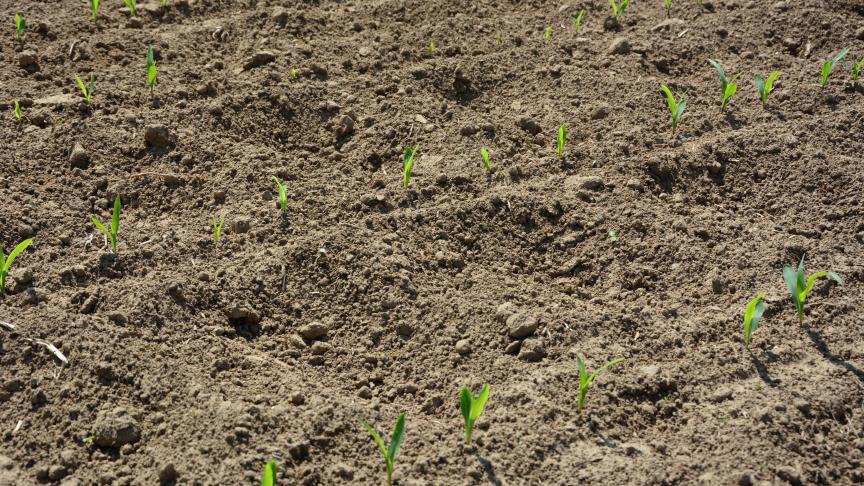En maïs, les semences ont pu être placées dans un sol encore humide et, avec le temps plus chaud de début mai, la levée s’est bien passée. Toutefois, le manque d’eau commence à se faire ressentir.