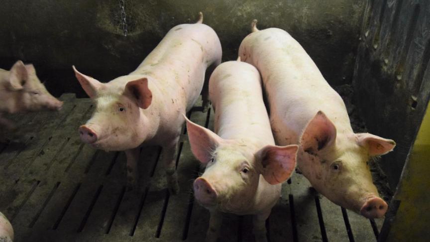 La Belgique est l’un des rares pays à avoir réussi à éradiquer  la peste porcine africaine de son territoire.