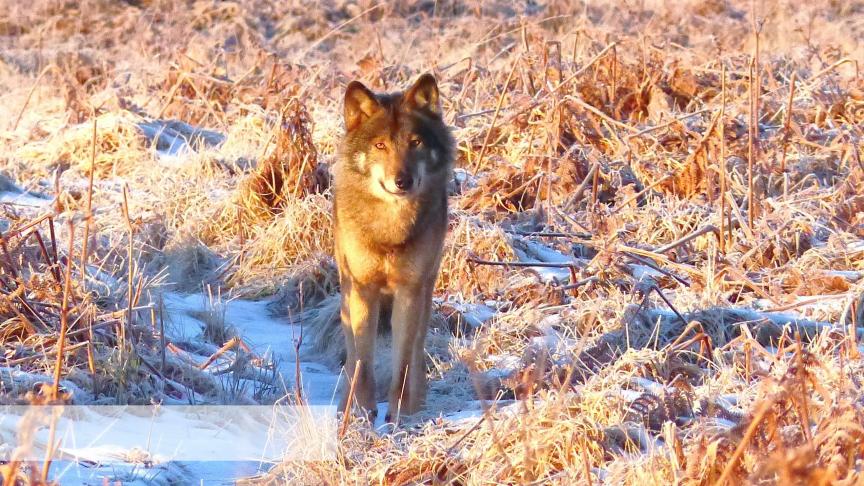 Le  loup  « Akéla » photographié dans les Hautes-Fagnes  en février 2019.