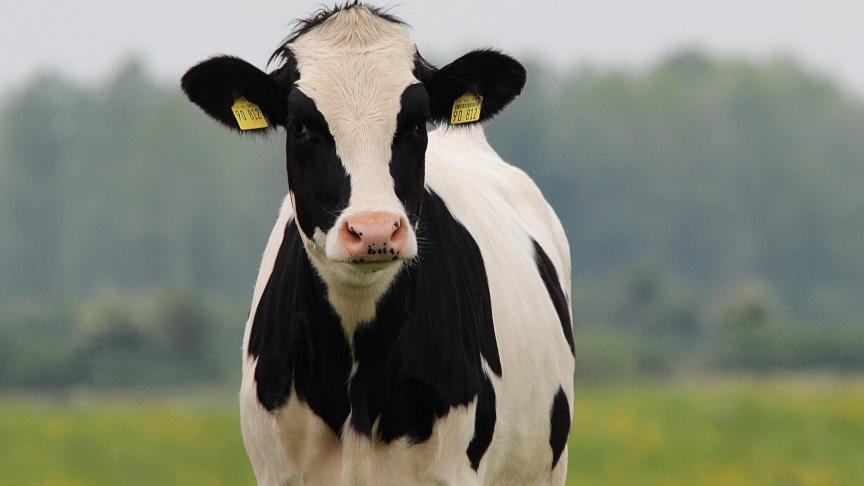Les prix de la poudre de lait écrémé ont atteint un sommet à la mi-avril et sont maintenant 57 % plus élevés qu’il y a un an.