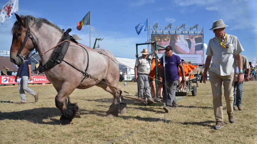 Le cheval de trait ... trait d’union entre toutes les éditions de la Foire de Libramont.