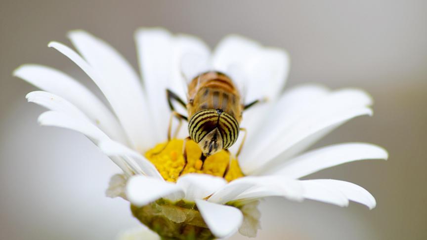 L’Efsa a reçu un mandat pour réviser l’ensemble du guide apicole de 2013, entre autre sur la collecte de données sur la mortalité des abeilles, la révision des exigences relatives aux études de terrain, la révision de l’attractivité des cultures pour le pollen.