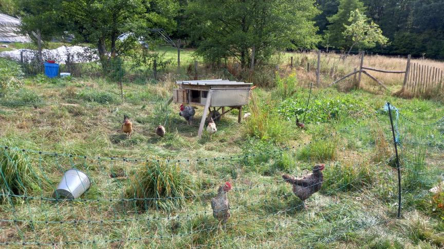 Le poulailler mobile est déplacé régulièrement. Les poules disposent ainsi d’herbe fraîche. Elles amendent le terrain avant les plantations et permettent de gérer les herbes  là où les moutons ne vont pas.