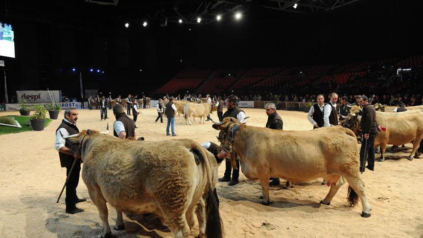 Quelque 750 bovins viande en concours et présentation dans la salle du Zénith.