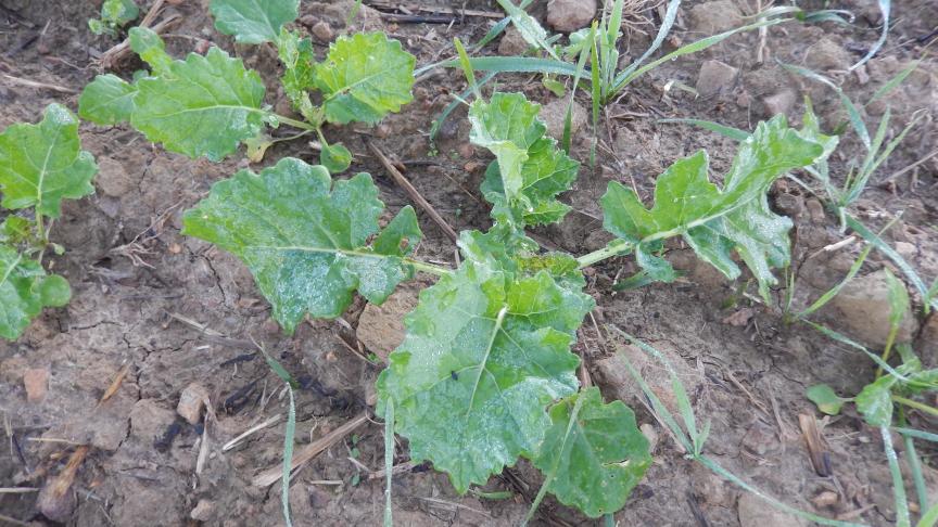 Même si les altises adultes sont peu visibles en journée sur les plantes (de 1 à 3 altises pour 40 plantes, dans 9 champs), leur activité est davantage nocturne. Pour protéger les colzas peu développés, un traitement insecticide est recommandé.