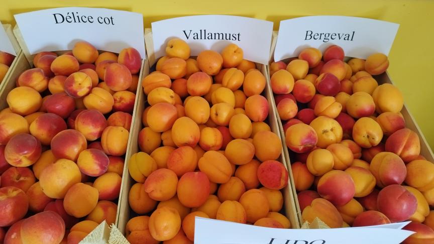 La production wallonne se démarque de ses concurrentes étrangères par sa qualité. Les abricots produits chez nous sont cueillis à maturité, directement triés avant d’être mis en vente dans le commerce dès le lendemain.