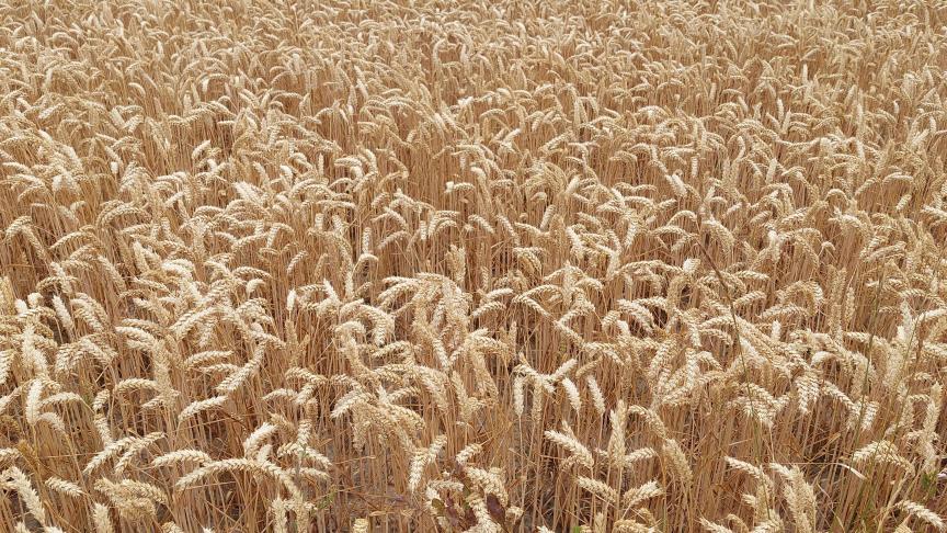Bien qu’en recul, la production mondiale de blé devrait atteindre malgré tout atteindre un record à 781,2 millions de tonnes.