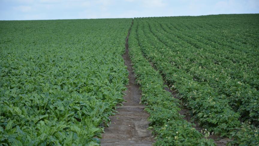 La valeur de production des plantes industrielles progresse parmi lesquelles la betterave, tirée par la croissance des prix du sucre, et les pommes de terre, pour lesquelles les rendements s’affichent en baisse.