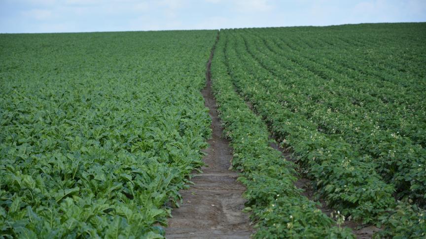 La valeur de production des plantes industrielles progresse parmi lesquelles la betterave, tirée par la croissance des prix du sucre, et les pommes de terre, pour lesquelles  les rendements s’affichent en baisse.