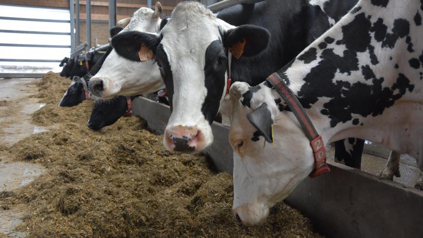 Si la production viandeuse prédomine en Wallonie, avec un nombre de détenteurs supérieur à ceux de la production laitière, le cheptel moyen de vaches laitières est, lui,  supérieur à celui des vaches allaitantes.