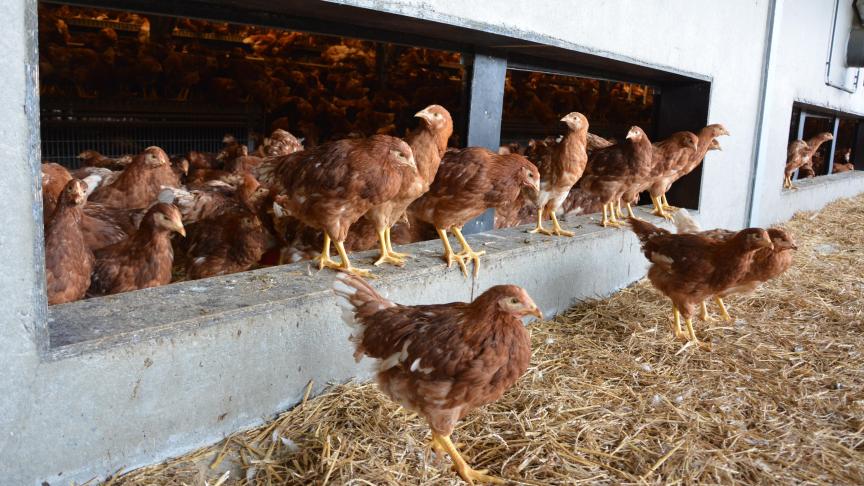 «Tout porte à croire que le virus de la grippe aviaire ne disparaîtra pas rapidement en 2023», s’inquiète l’Afsca.