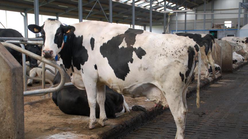 En novembre 2022, les livraisons de lait ont augmenté de 6,4% en Flandre par rapport à 2021. C’est moins que celles des producteurs wallons qui se sont accrues de 10,4%.
