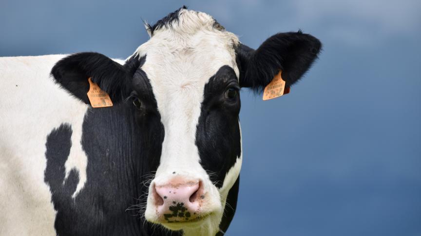 La lutte contre la rhinotrachéite infectieuse bovine est obligatoire pour les détenteurs des bovins depuis 2012.