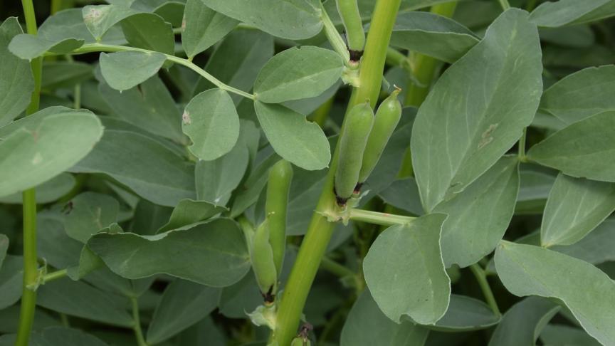 La majorité des semences de protéagineux disponibles cette année sont non traitées,  ce qui conviendra également pour  l’agriculture biologique.