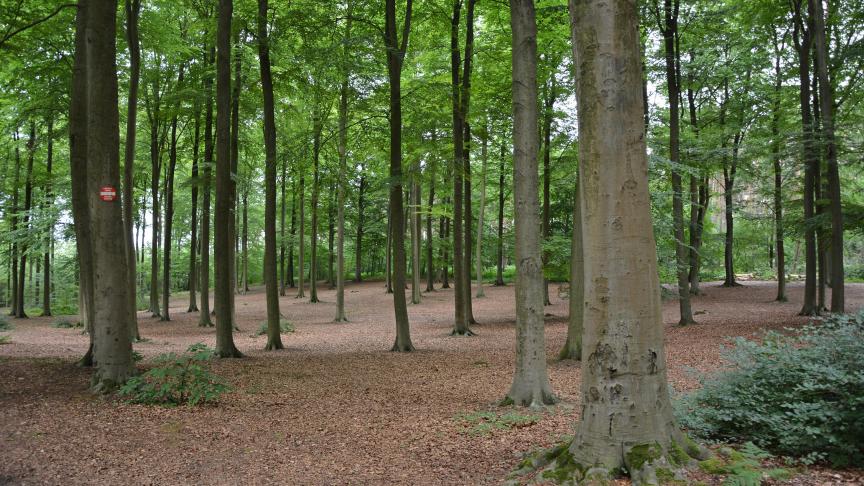 La nouvelle structure aura notamment pour mission d’augmenter la valeur ajoutée du bois produit durablement à travers sa transformation et sa valorisation en Wallonie.