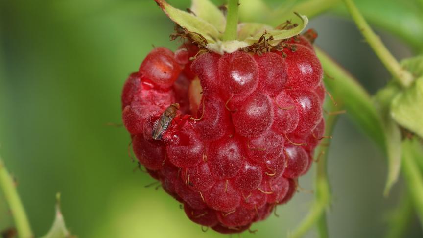 Jusqu’à 84 espèces de plantes-hôtes de Drosophila suzukii sont citées. Parmi celles-ci, les cerises, les fraises, les mûres et myrtilles ou encore les framboises.