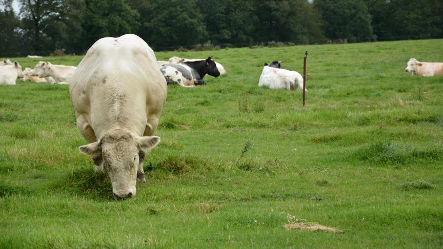 Le caractère se transmet à la descendance. La génétique du taureau reproducteur  a une grande influence sur la docilité des futures vaches.