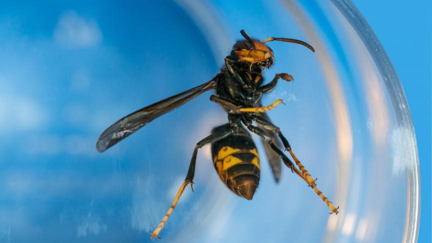 La répartition du frelon sur le territoire wallon est encore à ce jour inégale mais l’impact sur les ruchers attaqués peut être important. Au vu de la progression prévisible de cette espèce invasive, les apiculteurs sont, à juste titre, inquiets.