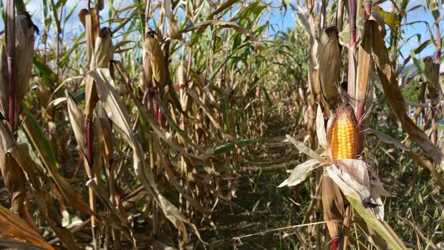La météo, particulièrement sèche, a entraîné une chute des rendements  de maïs fourrage et de maïs grain.