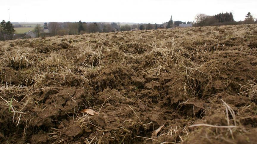 Après destruction d’une prairie permanente, l’implantation d’une nouvelle prairie est idéale tant elle prélèvera une grande quantité d’azote, sur une longue période, grâce au couvert permanent.