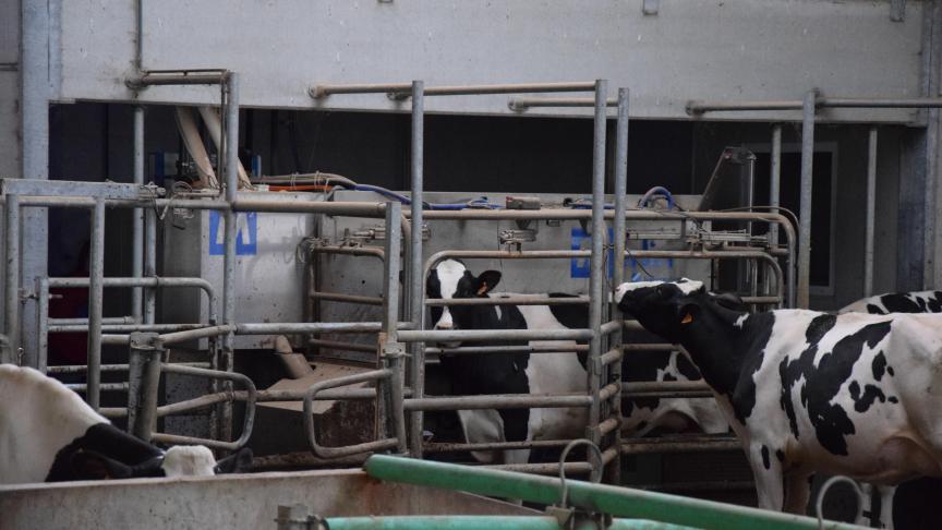 Les producteurs de lait ont de nouveau enregistré une forte progression grâce  à l’augmentation des prix des vaches et des veaux et à la hausse du prix du lait.