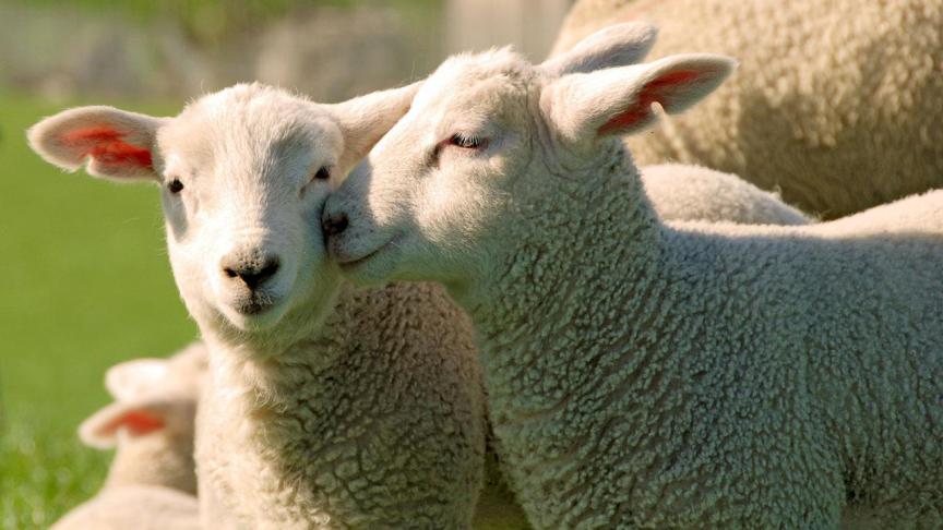 moutons_ouv