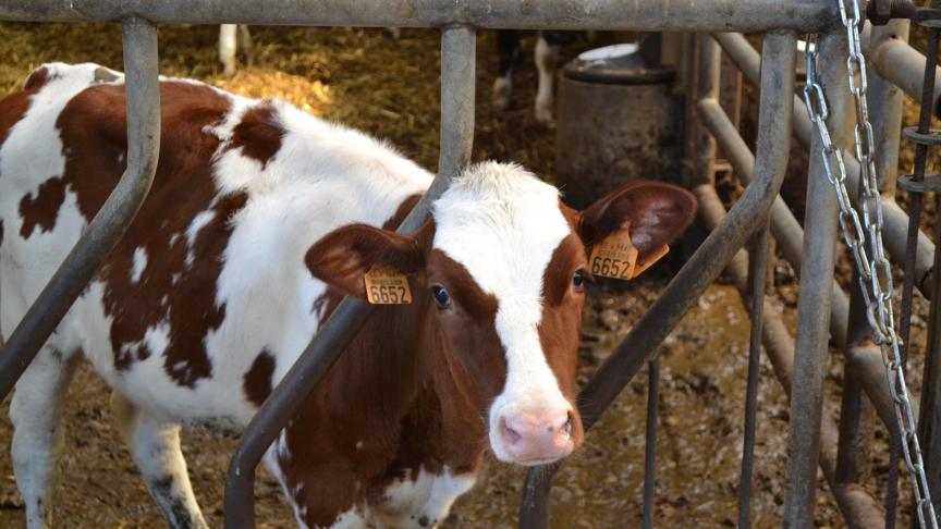 L’identification électronique est appliquée à l’ensemble ou à une part considérable de la population bovine dans certains pays où son utilisation est  facultative (43 % en Belgique).