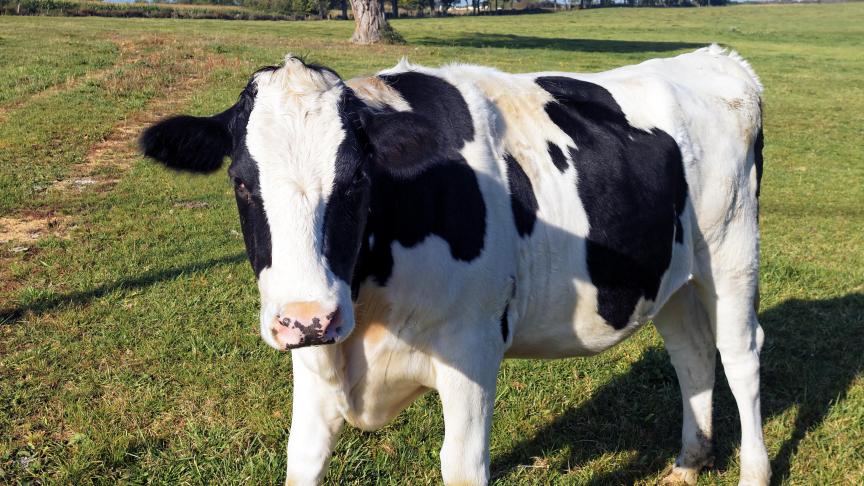 Selon l’étude, toutes les vaches sont en déficit énergétique au début de leur lactation et mobilisent leurs réserves corporelles pour apporter les nutriments nécessaires à la production laitière.