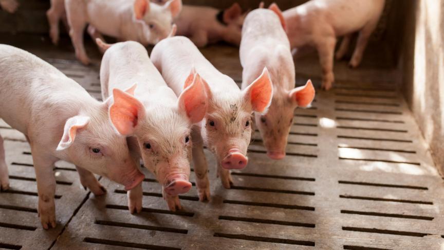 Pour l’eurodéputé Jérémy Decerle, «la sortie du secteur bovin du dispositif était la meilleure chose à faire», mais celle-ci s’est négociée«au détriment des autres secteurs de l’élevage (porc et volaille)».