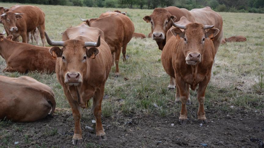 Le cheptel bovin sous contrôle bio a diminué de près de 5 % entre 2021 et 2022.