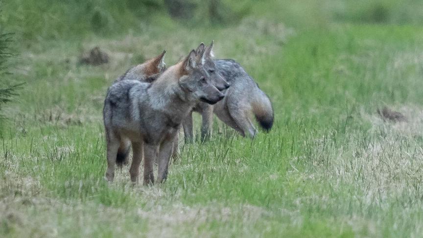 La Commission propose de passer de statut de protection stricte au statut de simple protection, plus souple et permettant d’éliminer plus facilement les loups considérés trop nombreux dans certaines régions.
