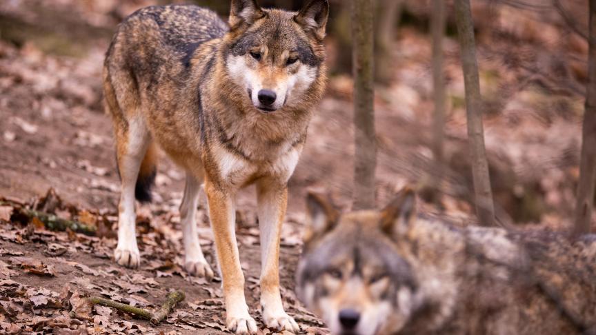 Les eurodéputés continuent de faire pression pour que le statut de protection du loup dans l’UE soit révisé dans les plus brefs délais comme l’a proposé la commission.