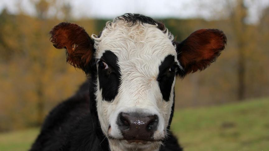 La Belgique est encore épargnée par cette maladie bovine. Il faut donc éviter son arrivée sur notre territoire à cause des importations.