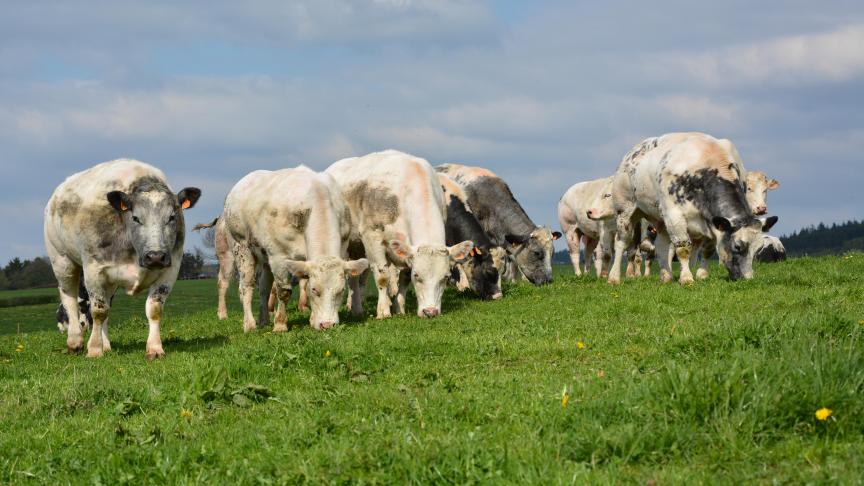 Transformer l’herbe en calories assimilables par l’être humain,  le propre des bovins !