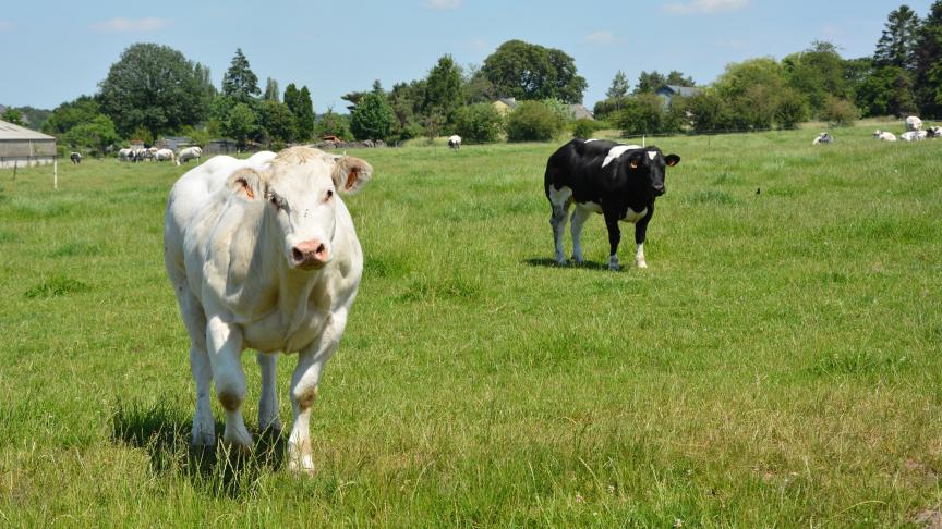 Après de premières discussions menées  en 2018, le bien-être animal est désormais  inscrit dans la Constitution belge.