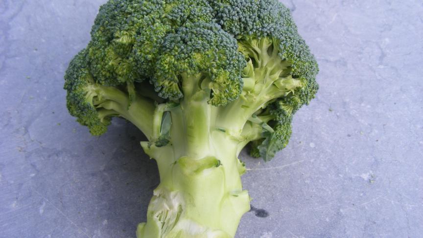 SB 4113 brocoli