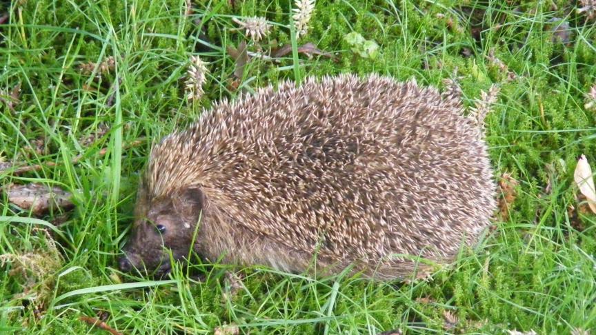 Les hérissons, les musaraignes, les grives, les merles, les carabes se nourrissent de limaces et de chenilles.