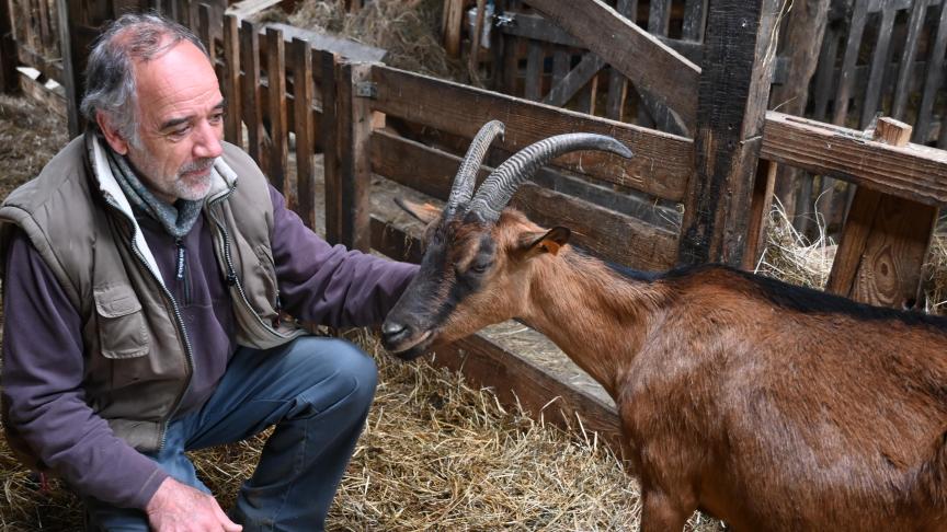 L’éleveur s’est tourné vers les chèvres alpines pour leur morphologie et leur pelage brun.
