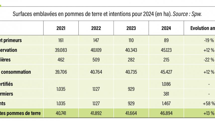 22-Surfaces emblavées en pommes de terre-web (2)