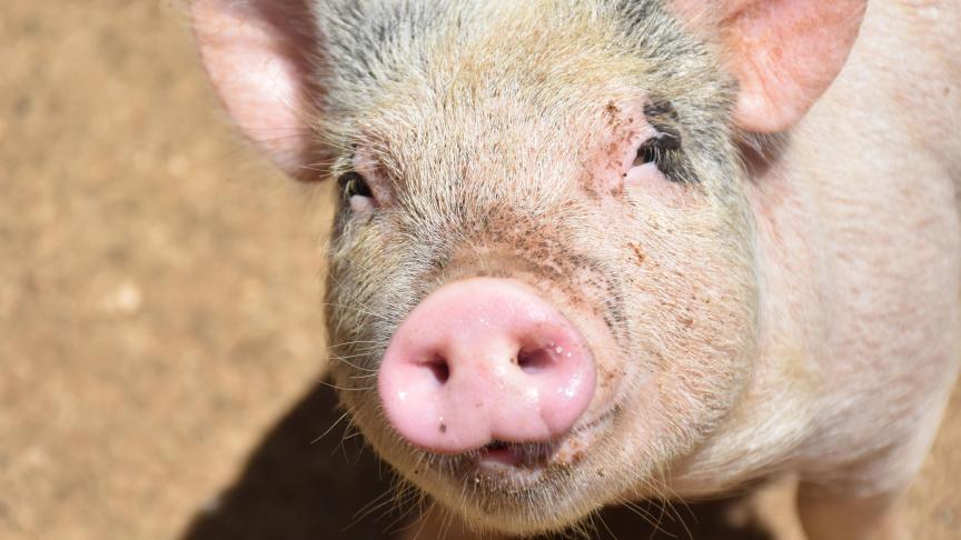 En Wallonie, on dénombre 72 éleveurs de porcs bio, dont 44% de naisseurs-engraisseurs.